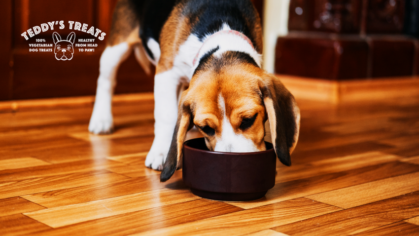 Doggo eating healthly treats for vegetarian dogs